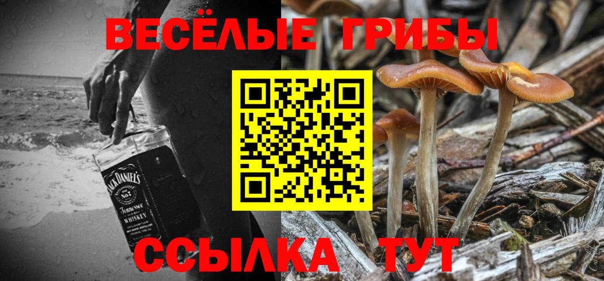 Псилоцибиновые грибы Psilocybine cubensis Архангельск